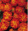 Marigold 3 colour - গাঁদা